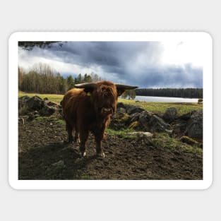 Scottish Highland Cattle Bull 2382 Sticker